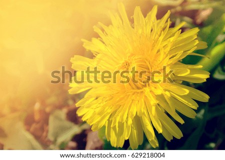 Beautiful yellow dandelions flowers close up. Dandelions background. Spring.