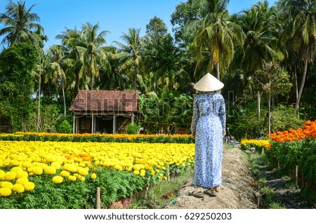 Vietnamese woman in traditional dress walking on rural road with old brick house at sunny day in spring time