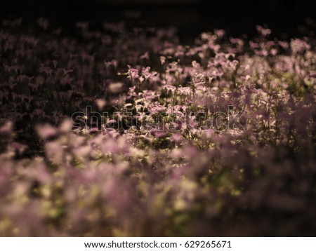 Purple flowers abstract nature background./ Bokeh background.