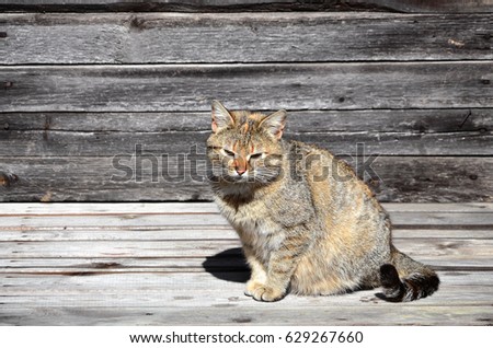 Photo of a multi-colored cat that lazily lays on a wooden surface against a wall of black horizontal wooden boards. A pet resting during good weather