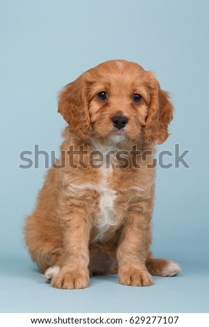 Beautiful apricot colored cavapoo puppy sitting on a blue background
