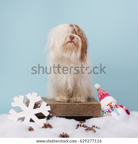 Boomer dog with longhair in a Christmas scene