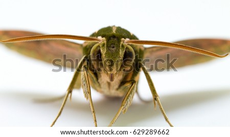 Green striped hawk moth with open wings macro photo. Adult Sphingidae butterfly studio shot. Tropical moth closeup on white background. Hawk moth front view for science or education illustration
