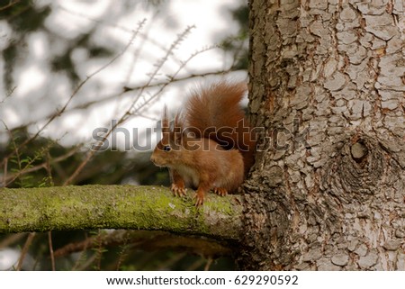 Red Squirrel on a Pine Tree Branch / Germany