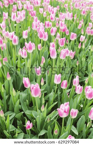 Blossom tulip, floral background, gardening. Open pink blossom tulip flower in garden. Selective focus
