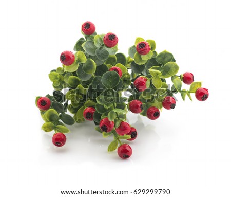 Bush with red berries on a white background