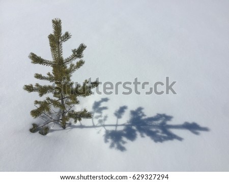 Small spruce in the snow