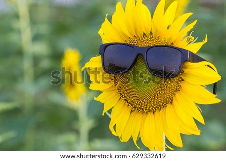 Beautiful Sunflower with sunglasses black of sunlight and in the garden.