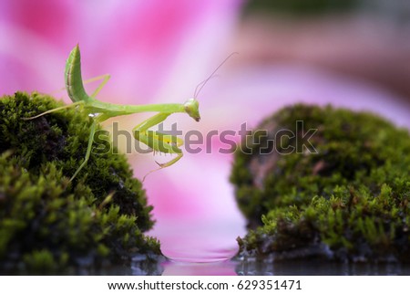 praying mantis
