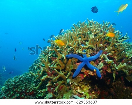 Colorful underwater coral reef with blue sea star, starfish. Various fish in the azure ocean, scuba diving activity picture.