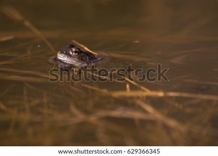 Common frog at breeding season during spring, head over water with reflections in warm afternoon light. Sweden