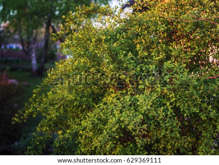 Bush barberry at sunset. Green bush. Green leaves on the plant.