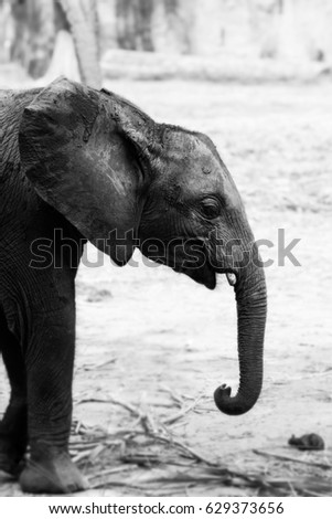 Black and white baby elephant.