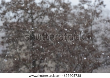 Snow against the background of dark trees