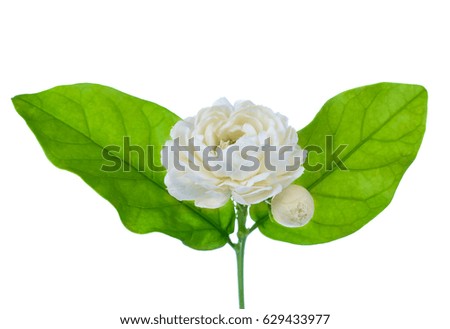 Jasmine flower isolated on white background .