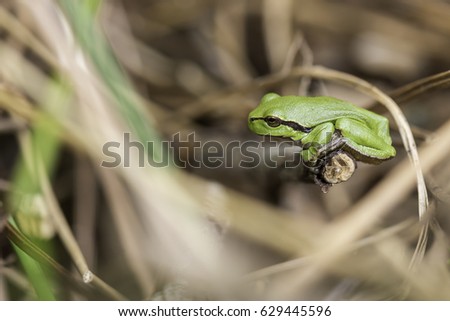 Green tree frog called Hyla cinerea