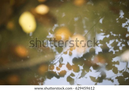 Reflection of autumn leaves in water