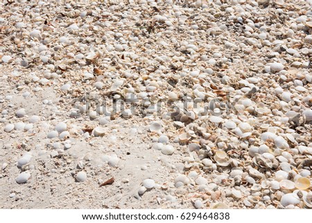Whole and Broken Shells on Sand in Tropical country