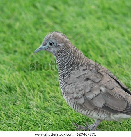 Little pigeon on green grass 