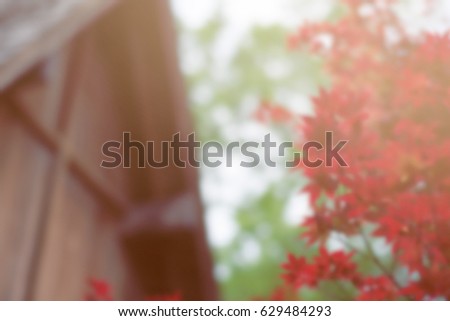 a blurred picture of pretty red Japanese maple leaves in spring time, filtered tones