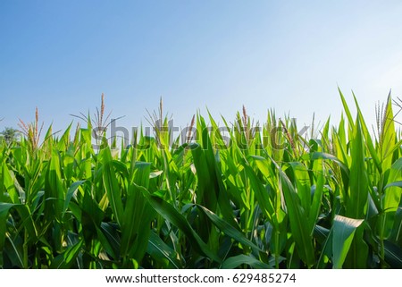 a front selective focus picture of organic corn field with blue background