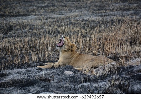 Yawning young lion, Private Game Reserve in Okavango Delta, Botswana