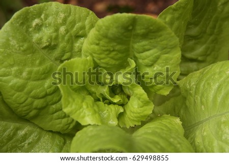 An organic lettuce plant in the garden.