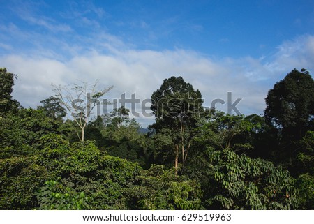 East Borneo Rain Forest with The Clear Blue Sky, East Kalimantan Indonesia