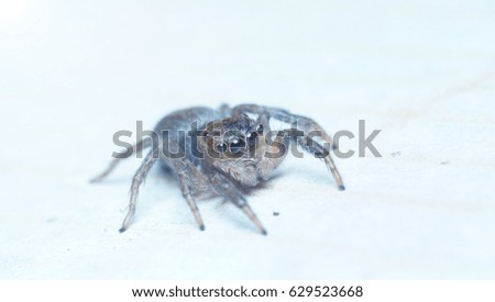 A spider on white background.