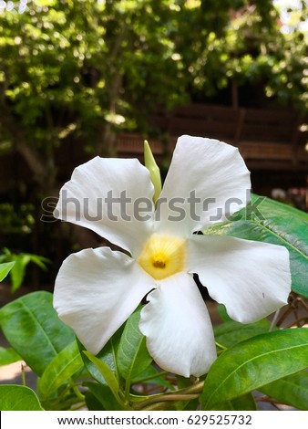 White Mandevilla Vine flower