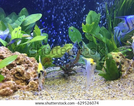 african moony, mono sebae fish in mini aquarium