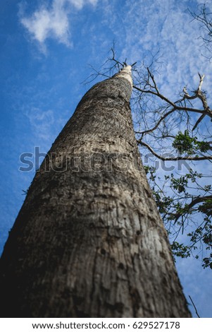 Big Dry Tree with Blue Sky Background at East Borneo Rainforest Kalimantan Indonesia
