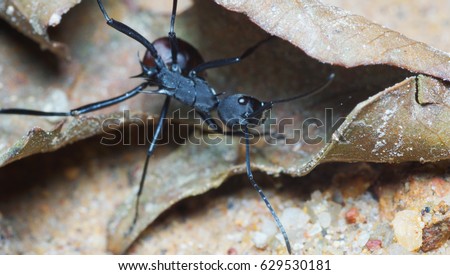 Wild ants that have horns on her body looking for food behind a leaf.