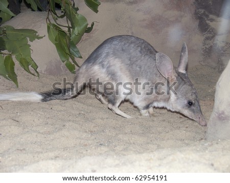 Easter bilby Royalty-Free Stock Photo #62954191