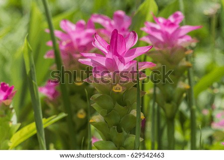 Siam tulip is a biennial plant rhizomes or turmeric hump in the ground. To stay in winter and summer. When the rainy season starts budding and flowering.