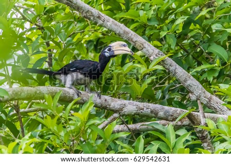 Hornbills are birds that are now extinct, that another kind of a weird stylized nature than other birds such as a male, the female will mate with their own life.