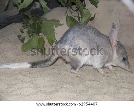 side view of an australian bilby Royalty-Free Stock Photo #62954407