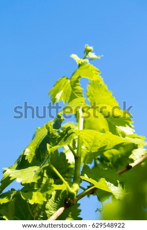 Juicy green leaves on the sky background