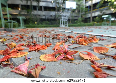 Spreading fallen red flame tree flower all over a basketball court