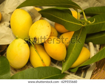Yellow Plum Mango Fruit in The Basket