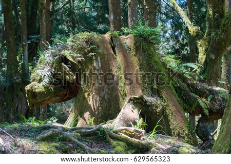 Stumps in the woods