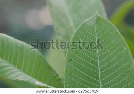 green leaf texture.