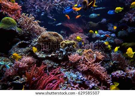 Wonderful and beautiful underwater world with corals and fish