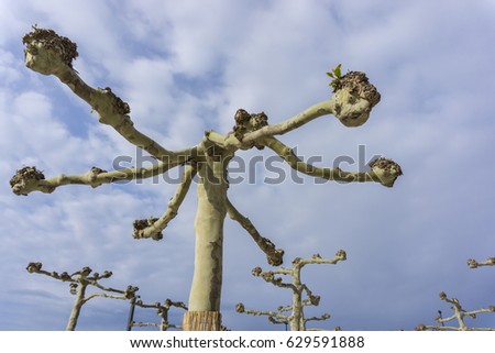 Detail sycamore tree without leaves on blue sky background