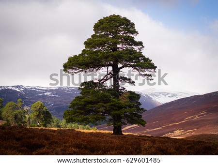 Lonely pine tree in the valley 