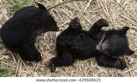 Baby bear in zoo at Thailand