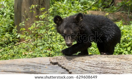 Baby bear in zoo at Thailand