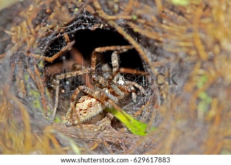 Spider on nest