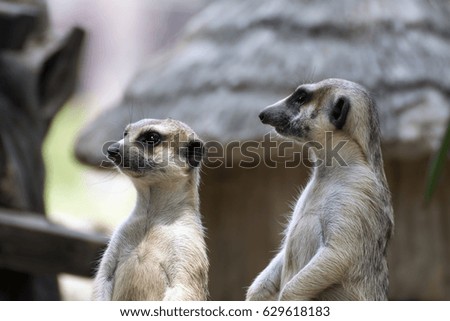 inattentive couple of meerkat or suricate