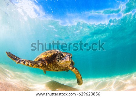 Hawaiian Green Sea Turtle Cruising in the Warm waters of the Pacific Ocean in Hawaii Royalty-Free Stock Photo #629623856